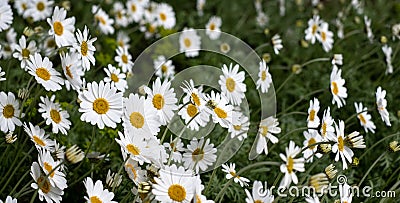 Leucanthemum daisies with white petals and yellow centres. Leucanthemum is a perennial flowering plant. Stock Photo