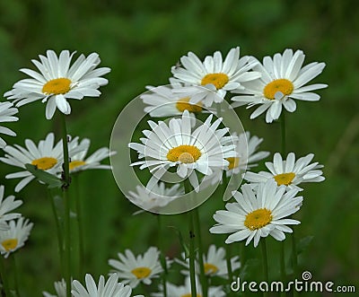 Leucanthemum ircutianum Stock Photo