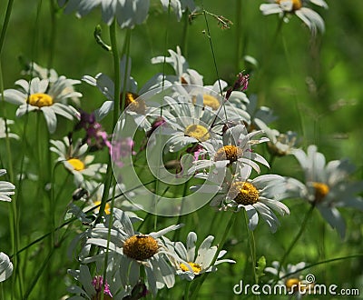 Leucanthemum ircutianum Stock Photo