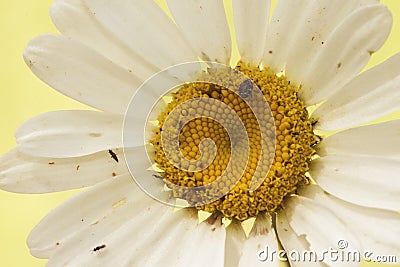 Leucanthemum ircutianum subps. pseudosylvaticum oxeye daisy wild flower with long stems white petals and yellow flowers on Stock Photo