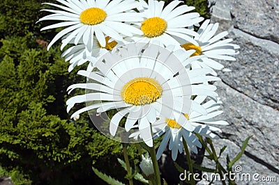 Leucanthemum maximum Stock Photo