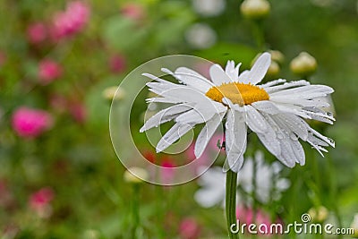 Leucanthemum maximum (Shasta daisy, max chrysanthemum, Crazy Daisy, daisy wheel, daisy chain, chamomel, gang bang) in the garden i Stock Photo