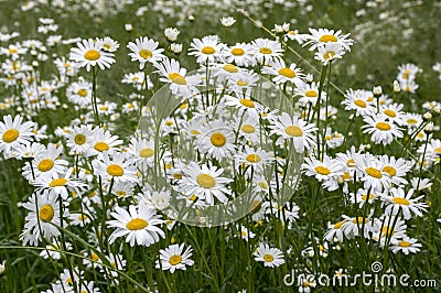 Leucanthemum vulgare meadows wild flowers with white petals and yellow center in bloom Stock Photo