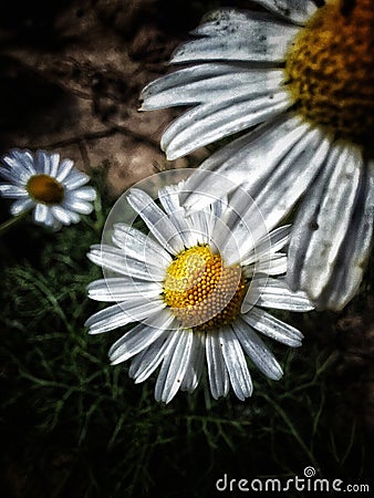 Leucanthemum vulgare meadows wild single flower with white petals and yellow center in bloom Stock Photo