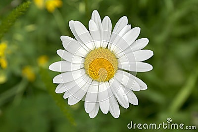 Leucanthemum vulgare meadows wild single flower with white petals and yellow center in bloom Stock Photo