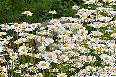 Leucanthemum vulgare, the ox-eye daisy Stock Photo