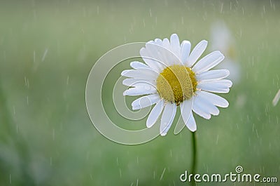 Leucanthemum vulgare Stock Photo