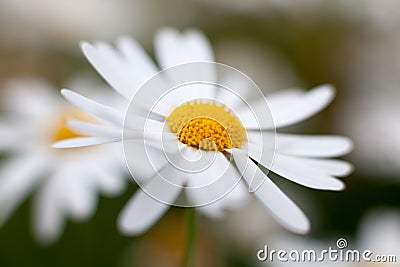 Leucanthemum vulgare, oxeye daisy Stock Photo