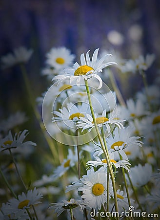 Leucanthemum vulgare oxeye daisy.GN Stock Photo