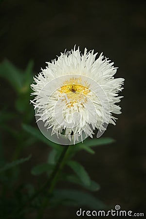 Leucanthemum x superbum cloud cumulaus Stock Photo