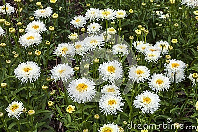 Leucanthemum x superbum `Engelina` Stock Photo