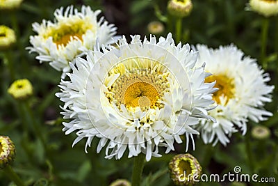 Leucanthemum x superbum `Engelina` Stock Photo