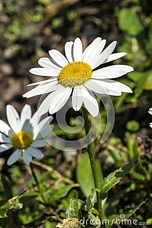 Leucanthemum x superbum `Snowcap` Stock Photo