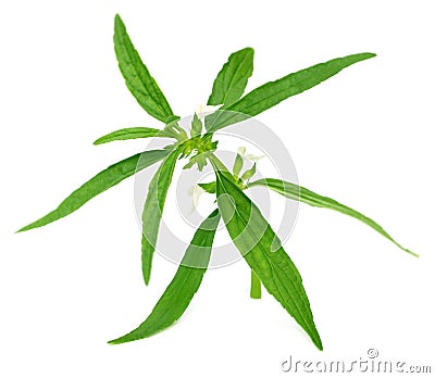 Leucas aspera or medicinal dondokolosh Stock Photo