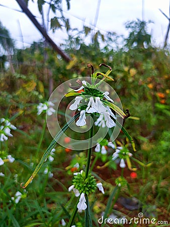Leucas flower in the rainy season Stock Photo