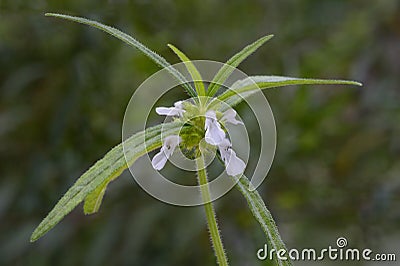 Leucas plant with flowers Stock Photo