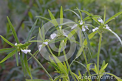 Leucas plants with flowers Stock Photo