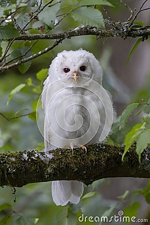 Leucistic Barred Owl Stock Photo