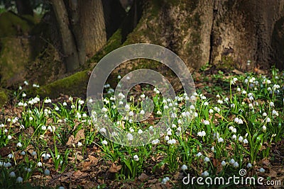 Leucojum white flowers in a deep forest Stock Photo