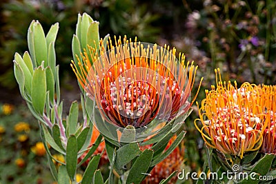 Leucospermum erubescens, orange flame pincushion Stock Photo