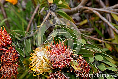 Leucospermum erubescens, orange flame pincushion Stock Photo