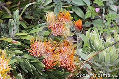 Leucospermum erubescens, orange flame pincushion Stock Photo