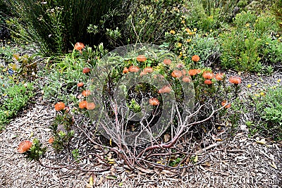 Leucospermum erubescens, orange flame pincushion Stock Photo