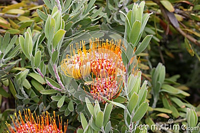 Leucospermum erubescens, orange flame pincushion Stock Photo