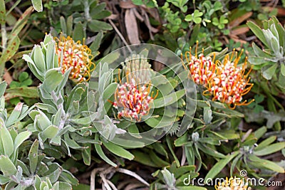 Leucospermum erubescens, orange flame pincushion Stock Photo