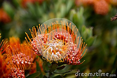 Leucospermum erubescens, orange flame pincushion Stock Photo