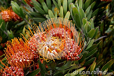 Leucospermum erubescens, orange flame pincushion Stock Photo