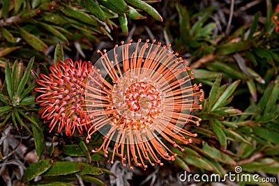 Leucospermum erubescens, orange flame pincushion Stock Photo