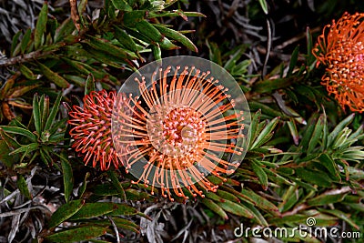 Leucospermum erubescens, orange flame pincushion Stock Photo