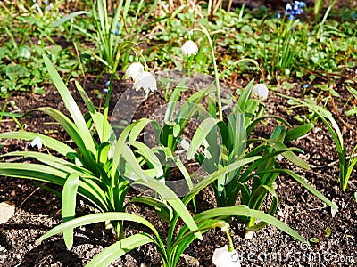 LeucÃ³jum vÃ©rnum. Snowflake bloom in spring in the flower bed near the house. Sunny spring day. Stock Photo