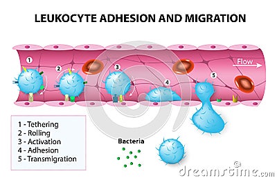 Leukocyte adhesion and migration Vector Illustration