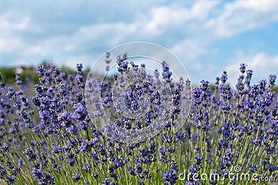 Levander bush with cloudy sky Stock Photo