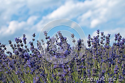 Levander bush with cloudy sky Stock Photo