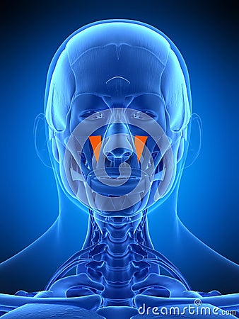 The Levator Labii Superioris Royalty-Free Illustration | CartoonDealer