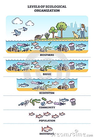 Levels of ecological organization with organism division outline concept Vector Illustration