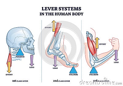 Lever systems in human body for neck, leg and arm movement outline diagram Vector Illustration