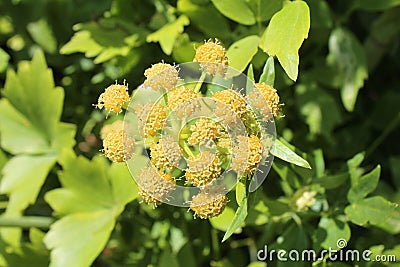 Levisticum officinale, commonly called lovage plant in the garden, leaves and flower, future seeds in my organic garden Stock Photo