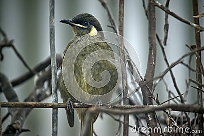 Lewin`s Honeyeater bird Stock Photo