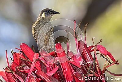 Lewin`s Honeyeater Stock Photo