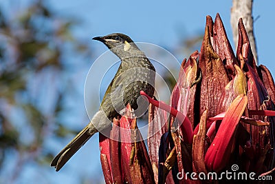 Lewin`s Honeyeater Stock Photo