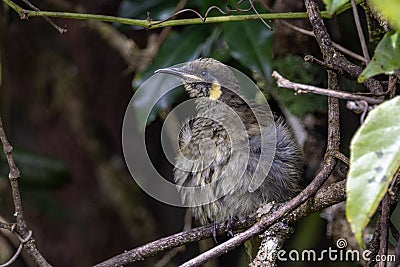 Lewin`s Honeyeater in Queensland Australia Stock Photo