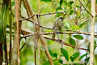 Lewin`s honeyeater siting down on the twig. Stock Photo