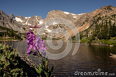 Lewis Monkeyflower Blossom in front of lake Isabelle Stock Photo