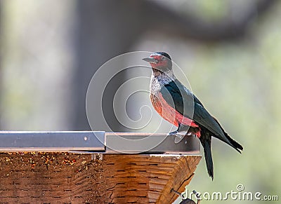 Lewis`s Woodpecker at a Colorado Feeding Station Stock Photo