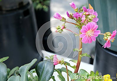 Lewisia cotyledon 'Sunset Group' Stock Photo