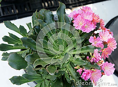 Lewisia cotyledon 'Sunset Group' Stock Photo